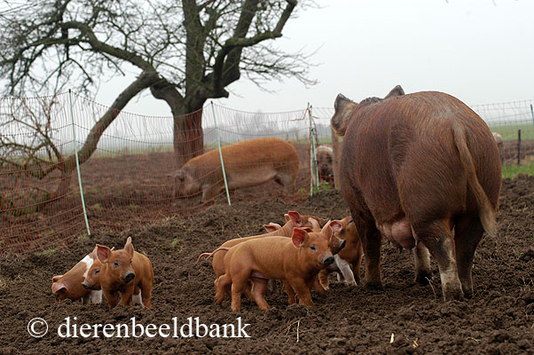 dierwaardige houderij van varkens